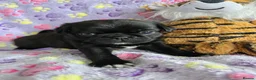 Pug dogs for sale:  2 PUG PUPPIES remain! K. C. registered - Advert 21