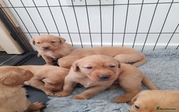 Labrador Retriever dogs for sale: Red fox labrador puppy's  - Image 16