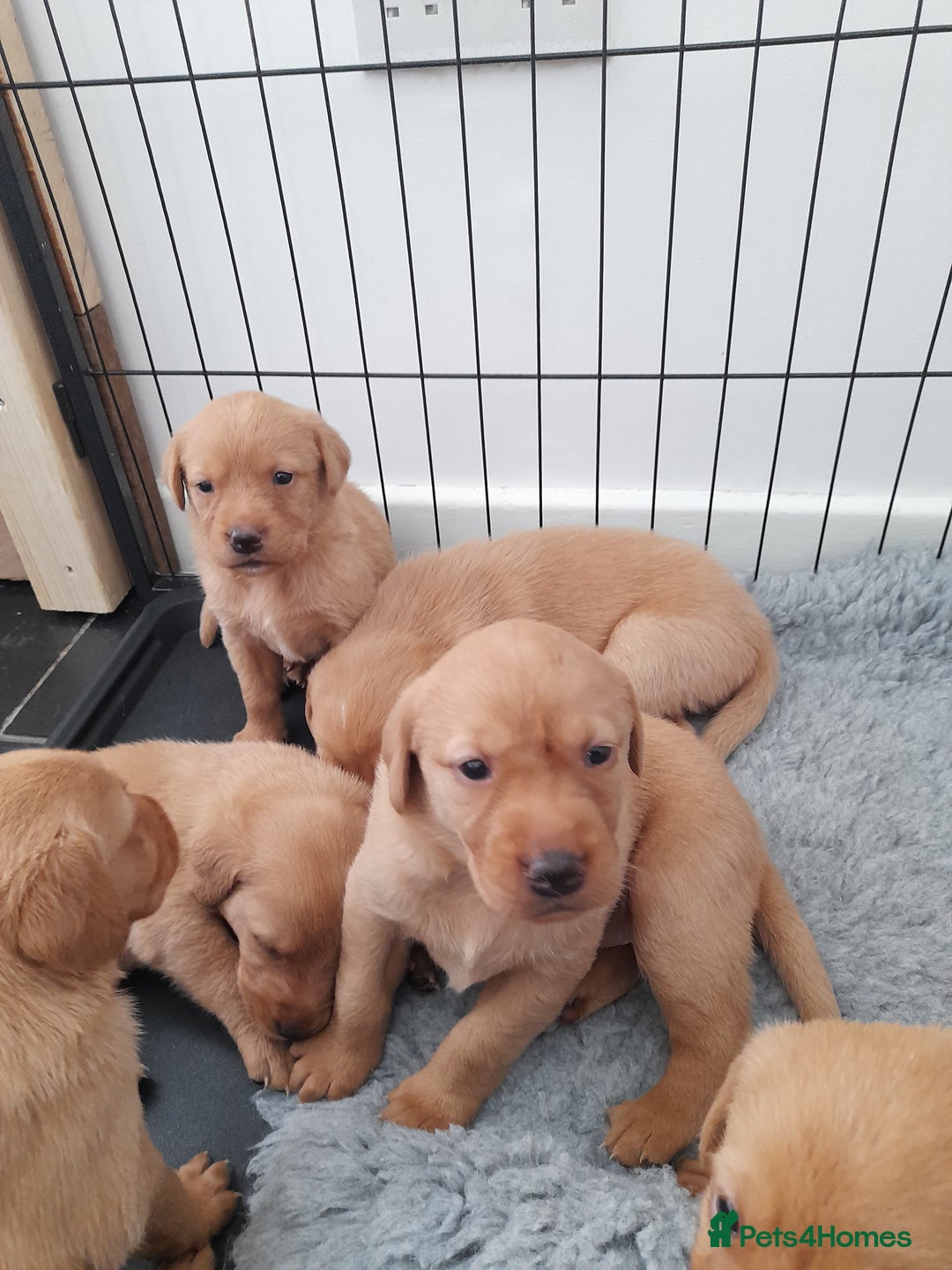 Labrador Retriever dogs for sale: Red fox labrador puppy's  - Image 16