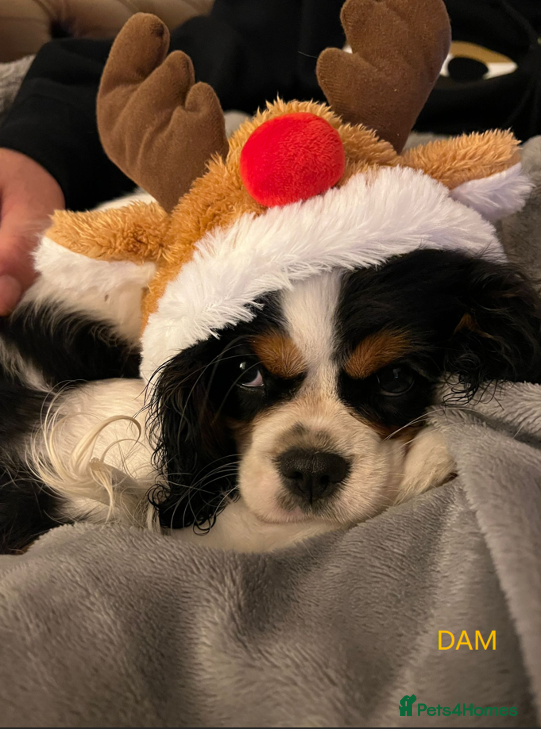 Cavalier King Charles Spaniel dogs for sale: ⭐Cavalier Boy -0% COI & Fully Health Tested⭐ - Image 20