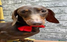 Miniature Dachshund dogs for sale: Kc reg mini dachshunds - Image 24