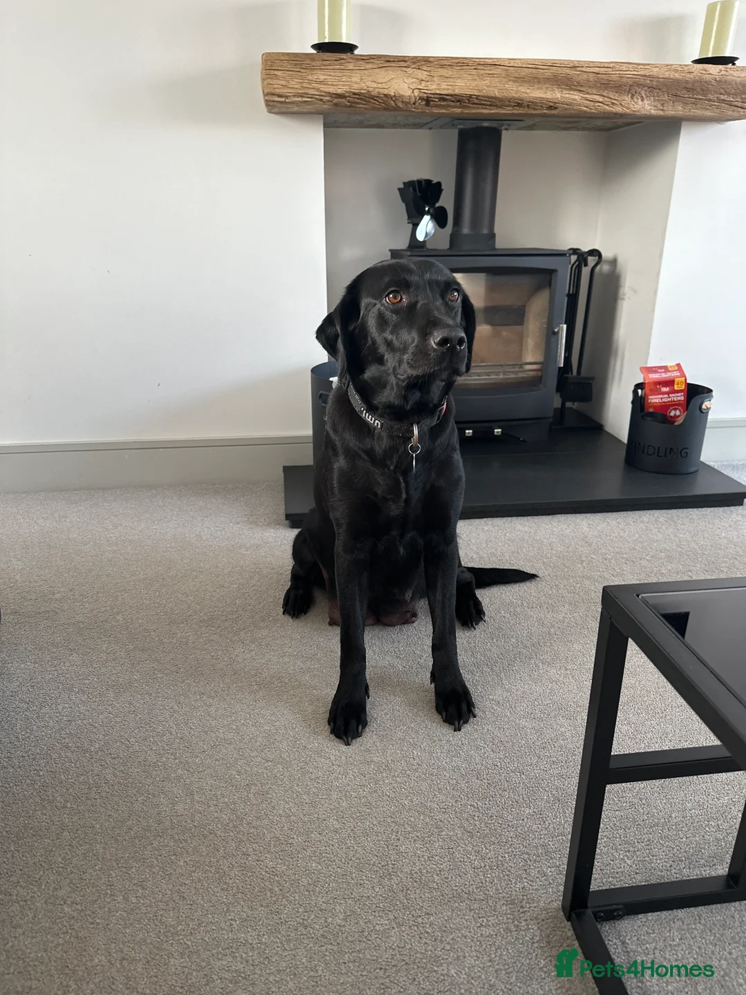 Labrador Retriever dogs for sale: Beautiful Labrador puppies  - Advert 1