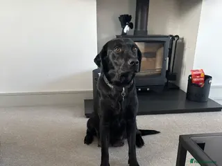 Labrador Retriever dogs Beautiful Labrador puppies - Advert 2