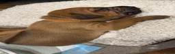 Rhodesian Ridgeback dogs for sale: Premium KC Registered Rhodesian Ridgeback Puppies  - Advert 14
