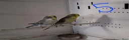 Budgerigars birds for sale: Budgies breeding pairs  - Advert 9