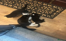 Domestic Shorthair cats for sale: 2 Gorgeous black kittens!!  - Image 2
