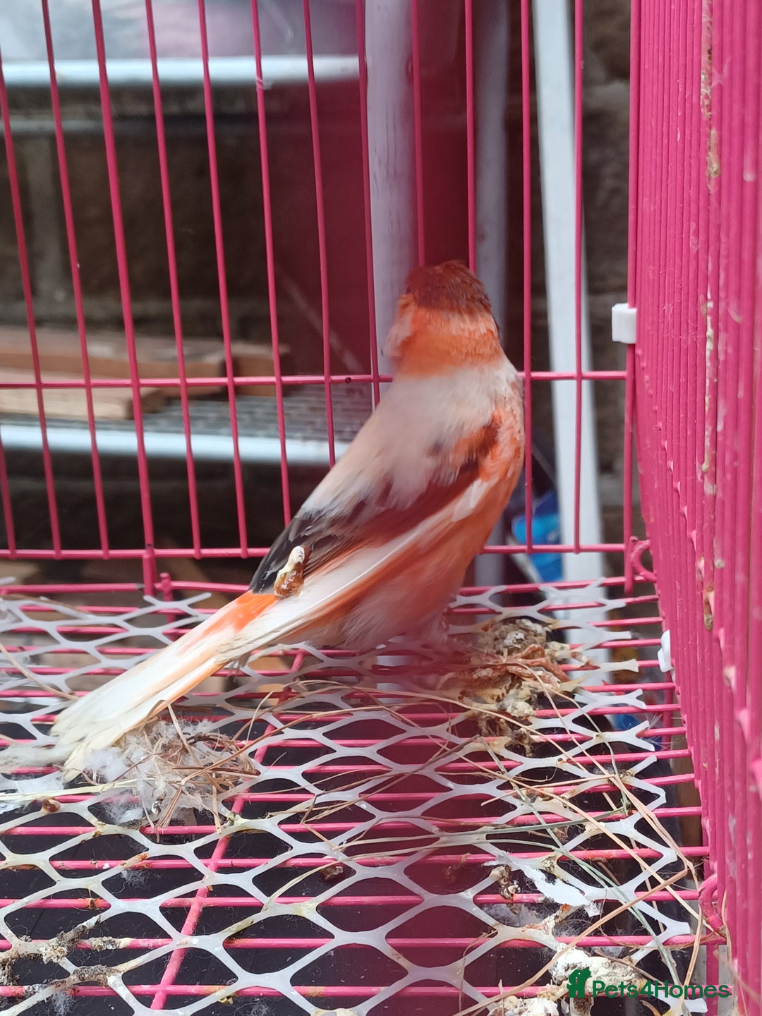 Canaries birds for sale: STAFFORD HERLIQUEEN RED FACTOR DIMORPHIC birds - Image 7