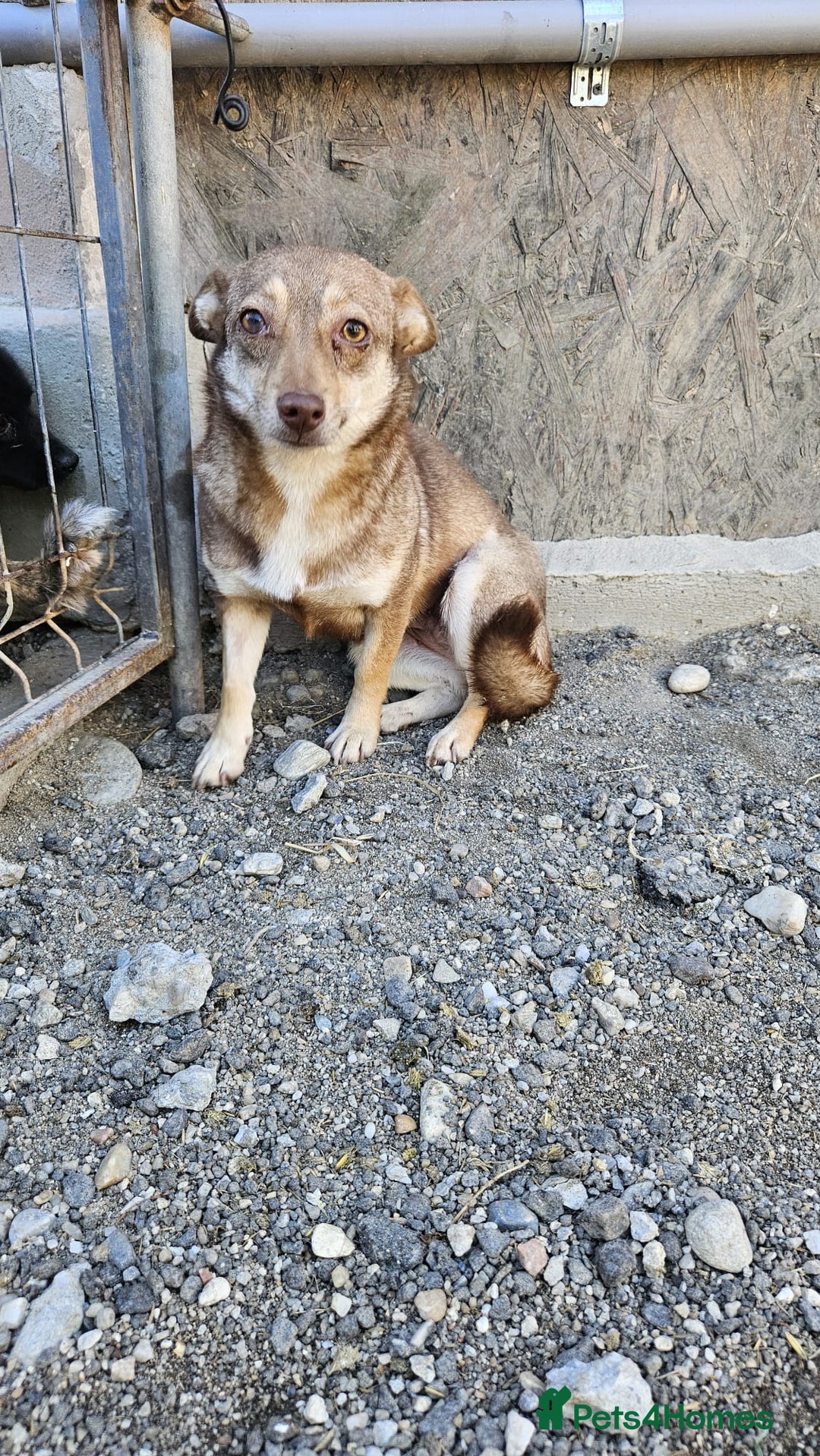 Mixed Breed dogs for adoption: FOXY - a Lovely, shy girl, for a very Loving Home - Advert 10