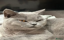British Shorthair cats for sale: Beautiful blue girl - Image 3