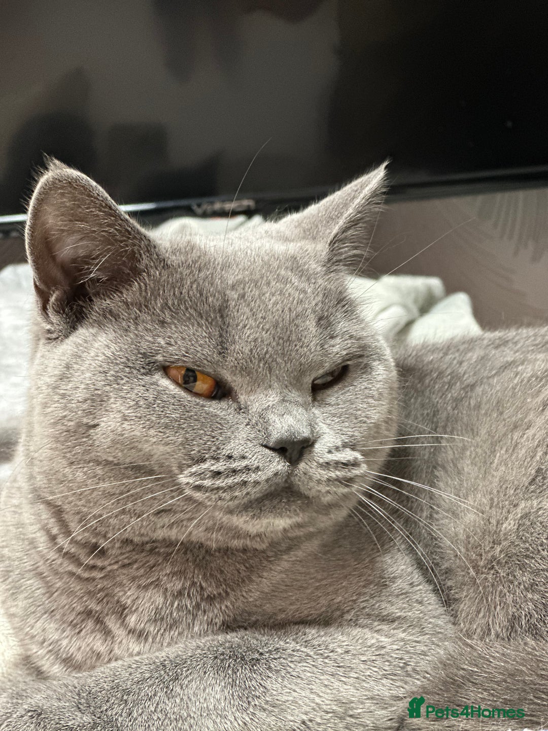 British Shorthair cats for sale: Beautiful blue girl - Image 3