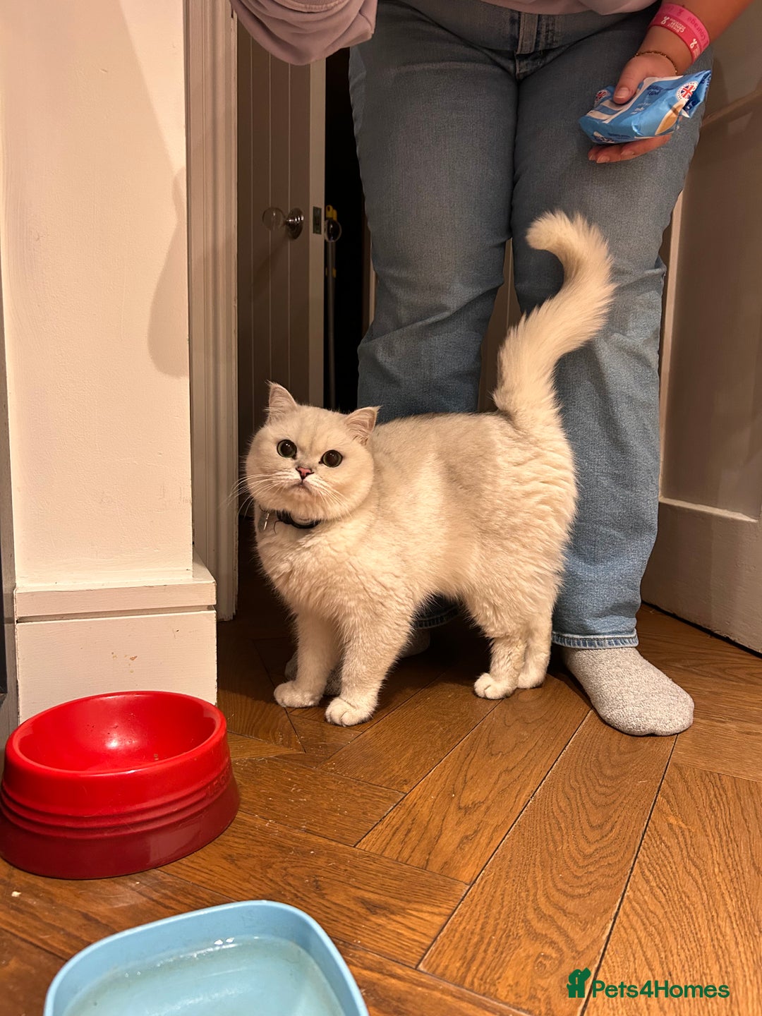 British Shorthair cats for sale: Female black tipped British shorthair, 22 months - Advert 2