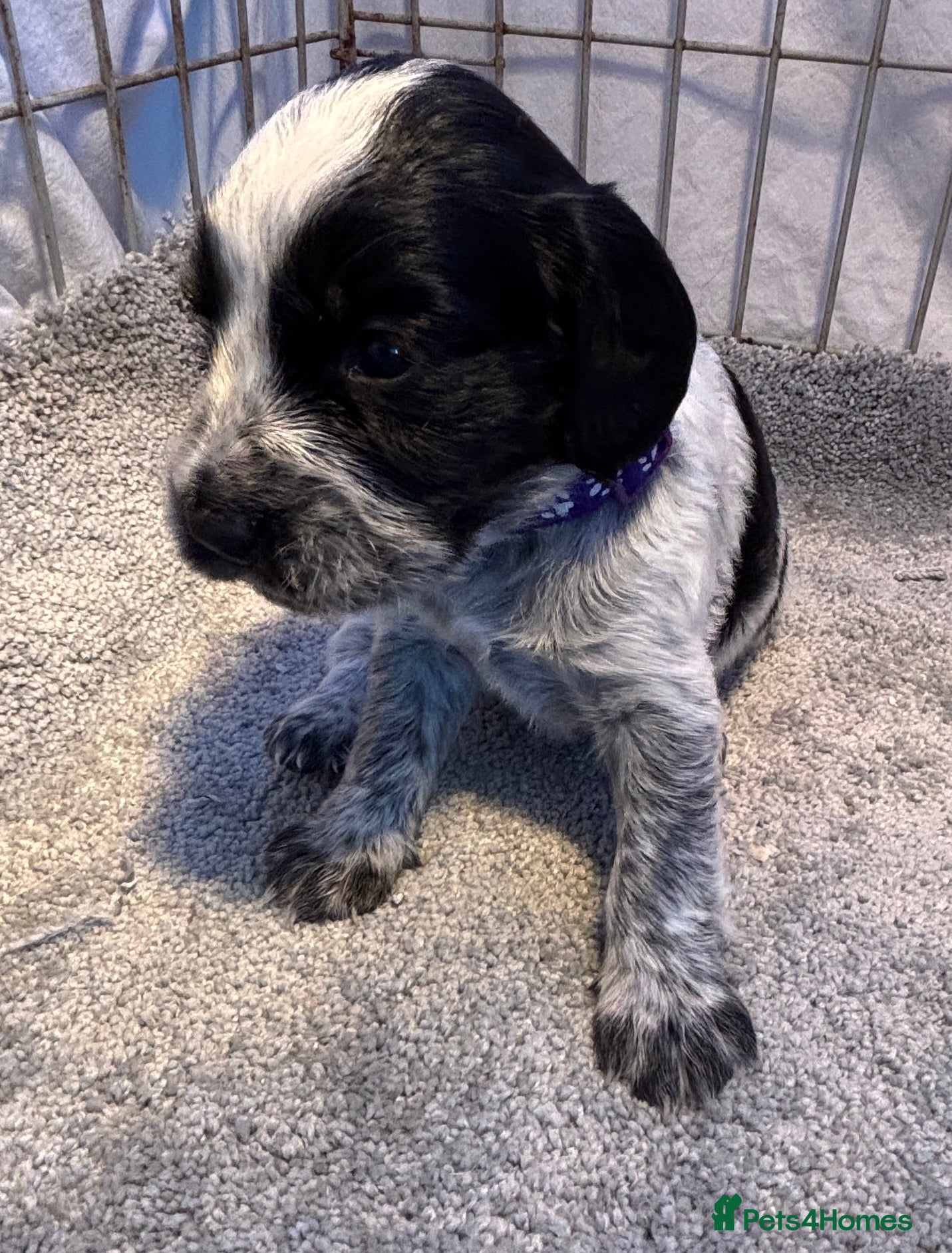 Cocker Spaniel dogs KC Registered Cocker Spaniels - Advert 18