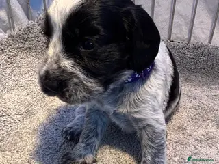 Cocker Spaniel dogs KC Registered Cocker Spaniels - Advert 18