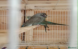 Budgerigars birds for sale: Rare black face  b/wing melanistic spgle for sale  - Image 9