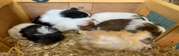 Guinea Pig rodents for sale: Baby Guinea pigs  - Advert 10