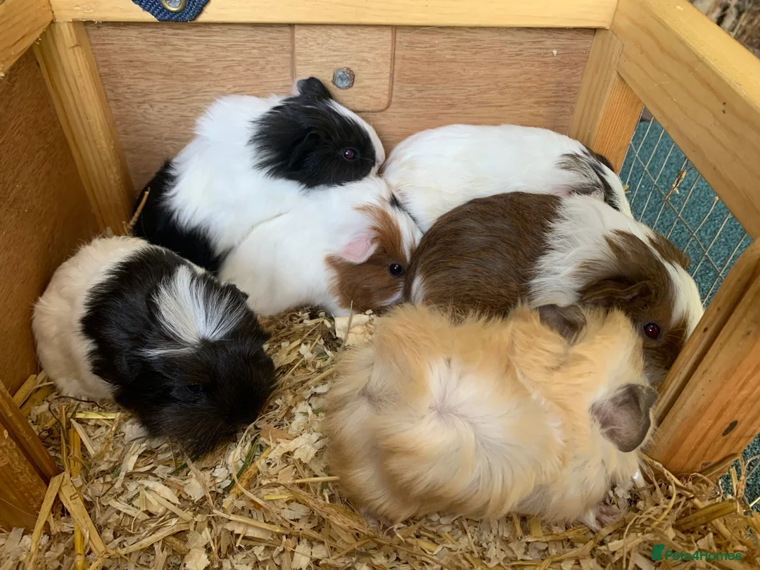 Guinea Pig rodents for sale: Baby Guinea pigs  - Advert 10