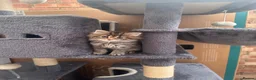Norwegian Forest Cat cats for sale: Stunningly Adorable Norwegian Forest x Ragdoll  - Advert 25