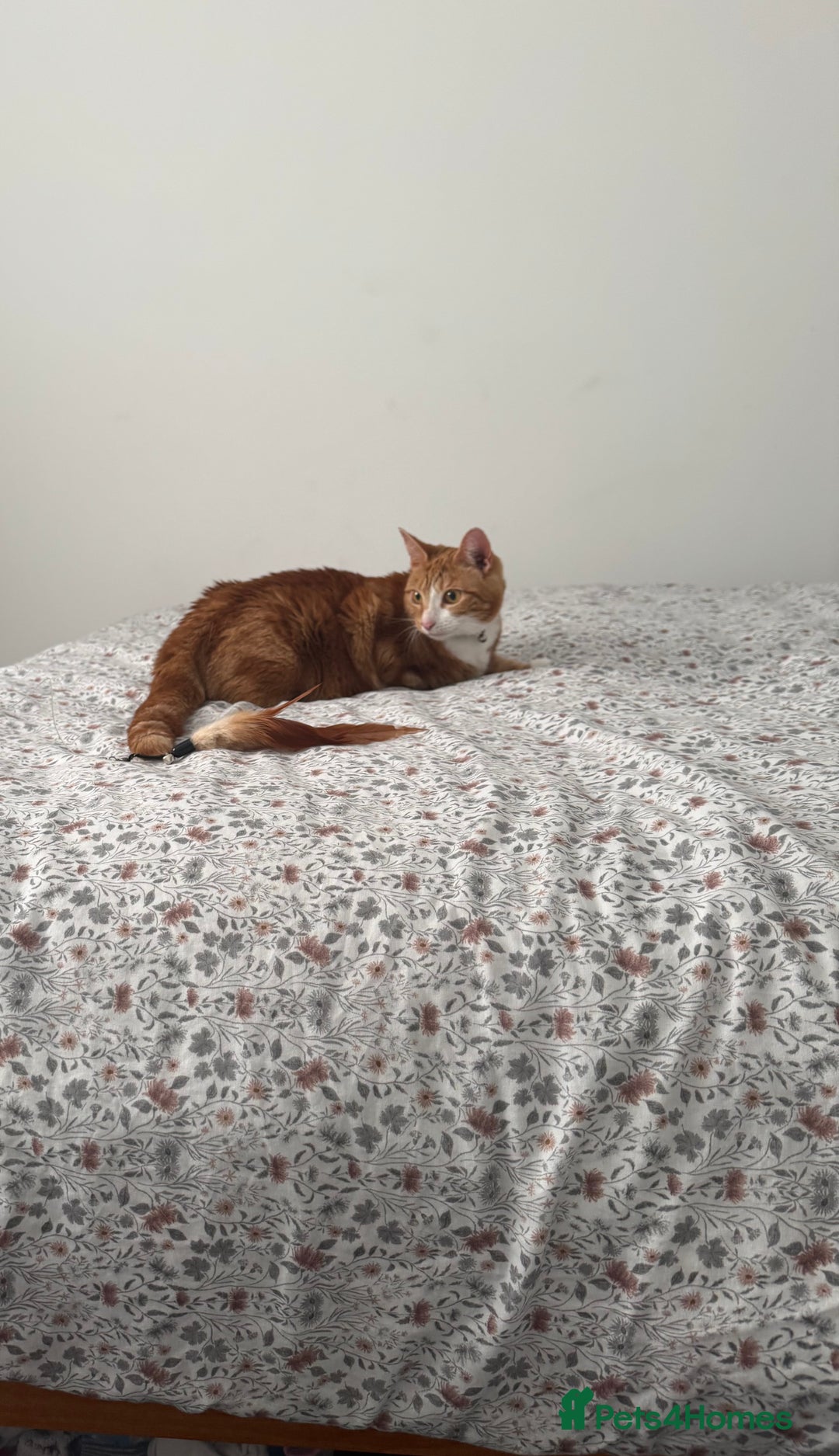 Mixed Breed cats for sale: Marla ginger cat  - Advert 36