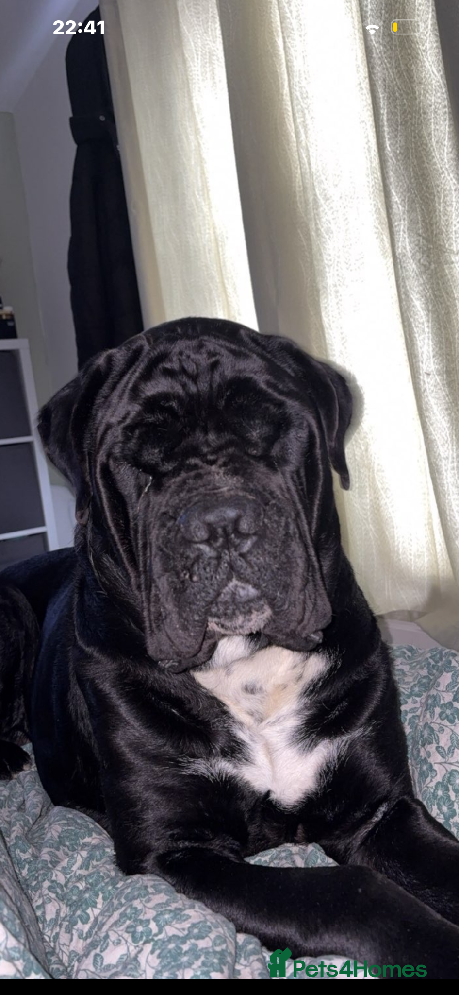 Cane Corso dogs for adoption: Male Cane Corso 3 - Advert 2