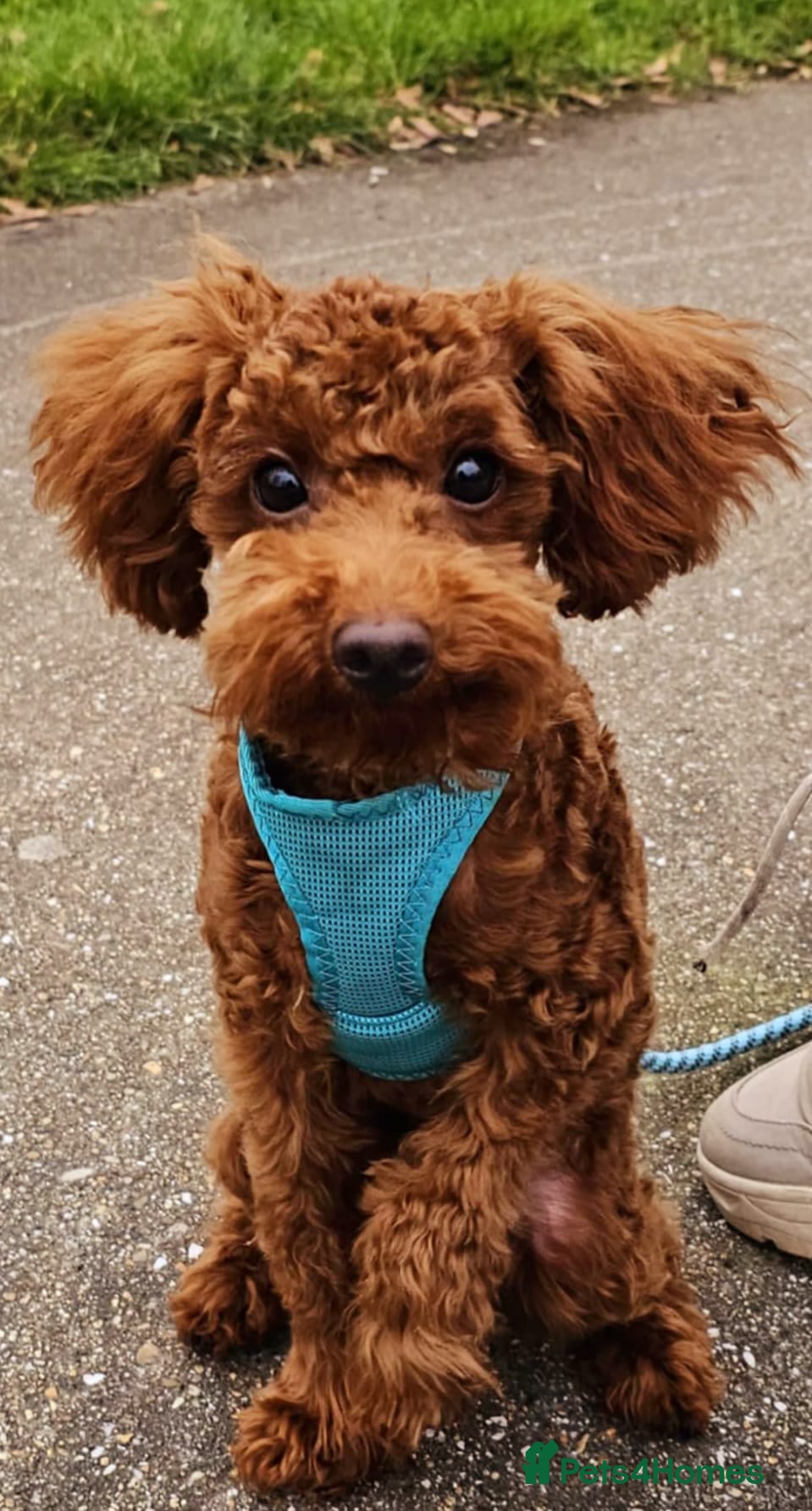 Toy Poodle dogs Toy Puddle  - Advert 14