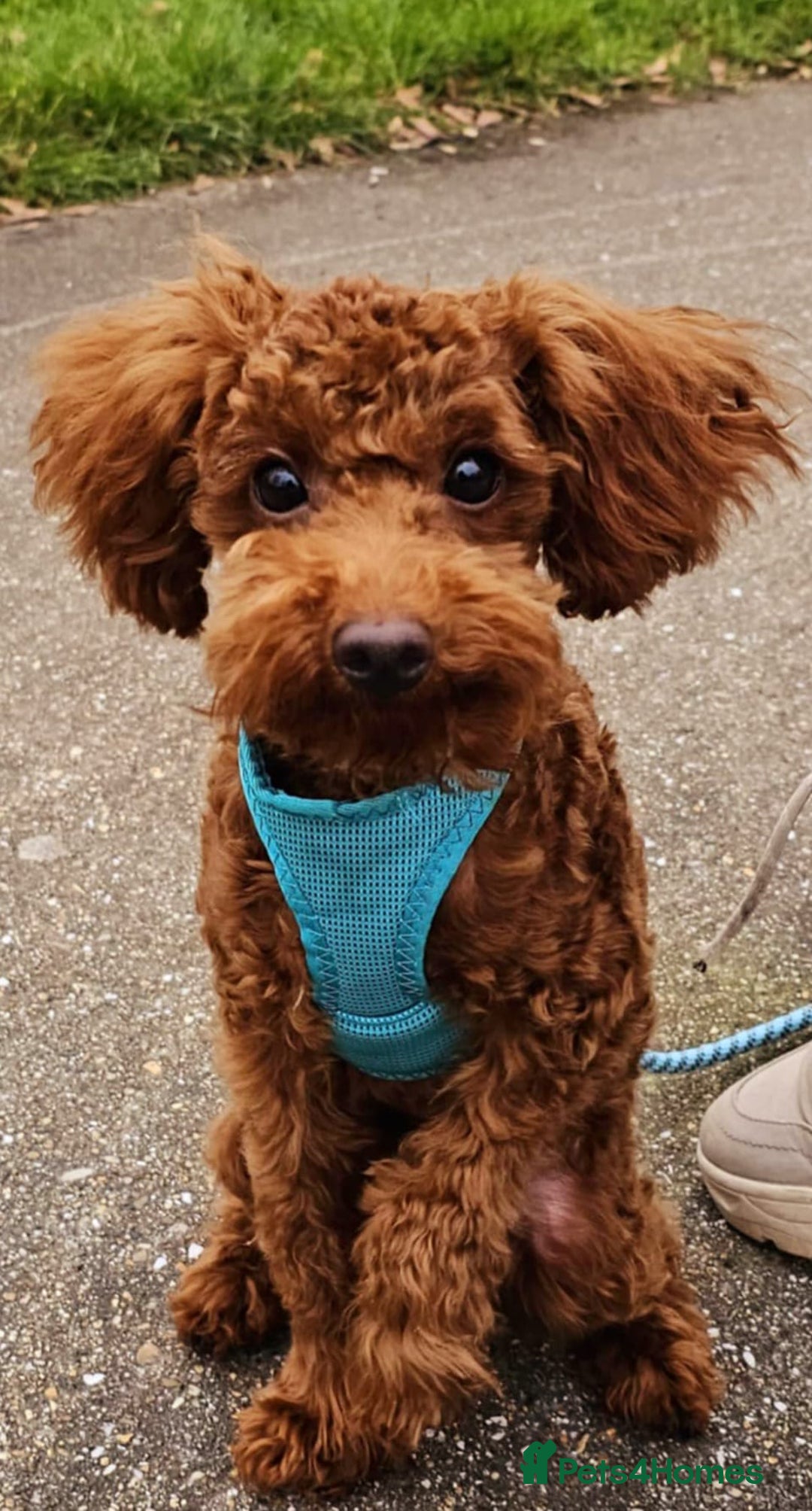Toy Poodle dogs for stud: Toy Puddle  - Image 3