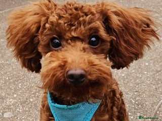 Toy Poodle dogs for stud: Toy Puddle - Advert 1