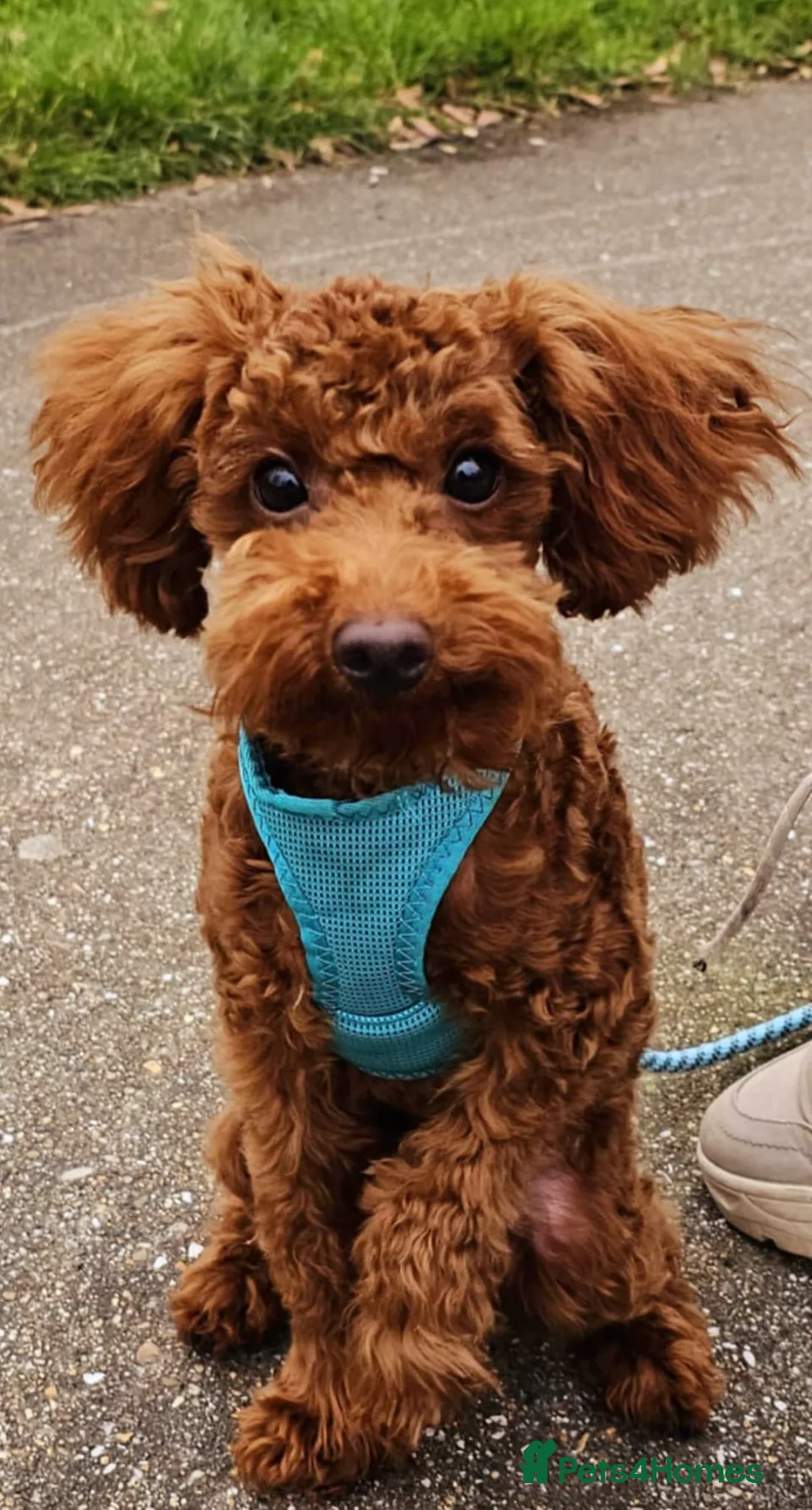 Toy Poodle dogs for stud: Toy Puddle  - Advert 2