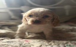 Cocker Spaniel dogs for sale: Beautiful puppies  - Advert 8