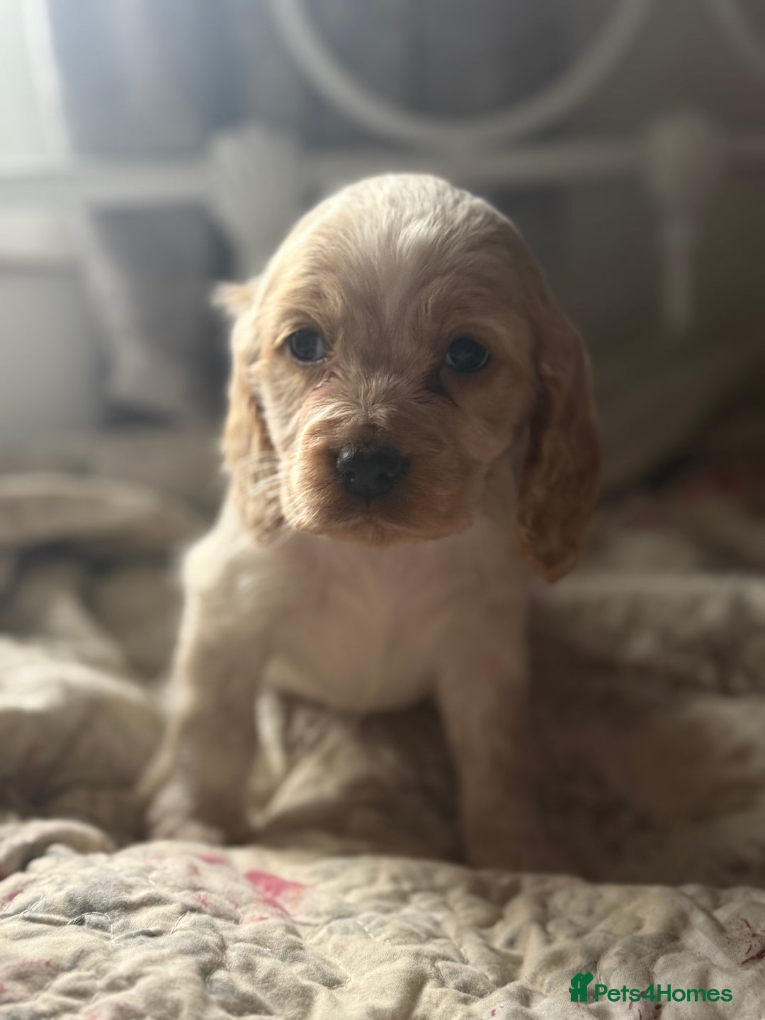 Cocker Spaniel dogs for sale: Beautiful puppies  - Advert 8