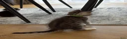 Mixed Breed cats for sale: 😺LOVELY KITTES Available for Collection Today!😺 - Advert 8