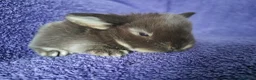 Mini Lop rabbits for sale: Baby mini lop rabbits for sale  - Advert 5