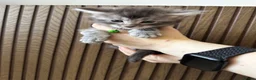 Maine Coon cats for sale: 6 Beautiful GCCF Registered Maine Coon Kittens - Advert 4