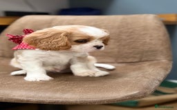 Cavalier King Charles Spaniel dogs for sale: 1 Adorable Cavalier King Charles Puppy for sale - Image 3