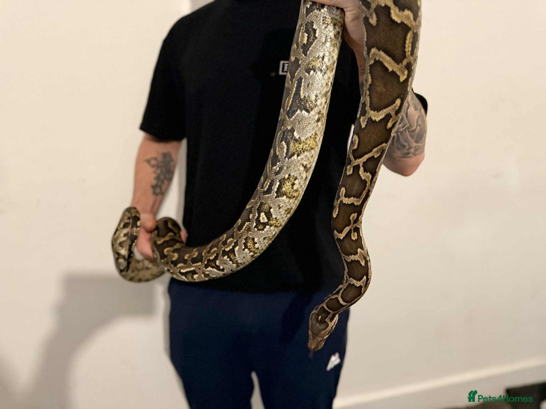 Python Snake reptiles for sale: Indonesia Rock Python - Advert 2