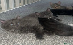 British Shorthair cats for sale: British shorthair x Bengal kittens - Image 4