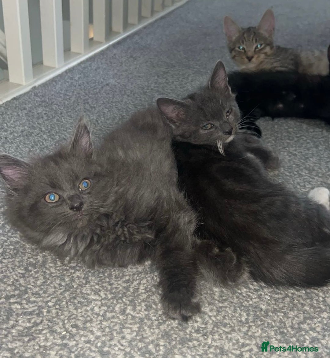 British Shorthair cats for sale: British shorthair x Bengal kittens - Image 4