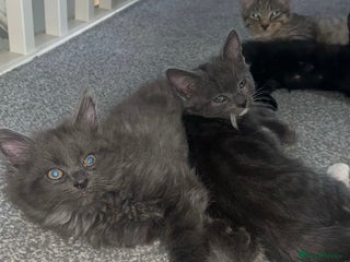 British Shorthair cats - Advert 17