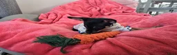 Russian Toy Terrier dogs for sale: Rare black russian toy. - Advert 3