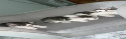 Mixed Breed cats for sale: Kittens  - Advert 22