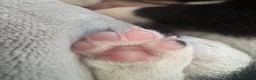 Border Collie dogs for sale: Meet your new best friend 🐾🥹 - Advert 11
