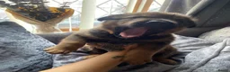 Mixed Breed dogs for sale: 🐾 Rottweiler x Belgian Malinois Puppies  - Advert 23