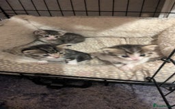 Mixed Breed cats for sale: 3 Kittens For Rehoming  - Image 4
