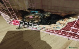 Yorkshire Terrier dogs for sale: 💝💝💝Both sides many champions 💝💝💝 in Leeds - Image 11