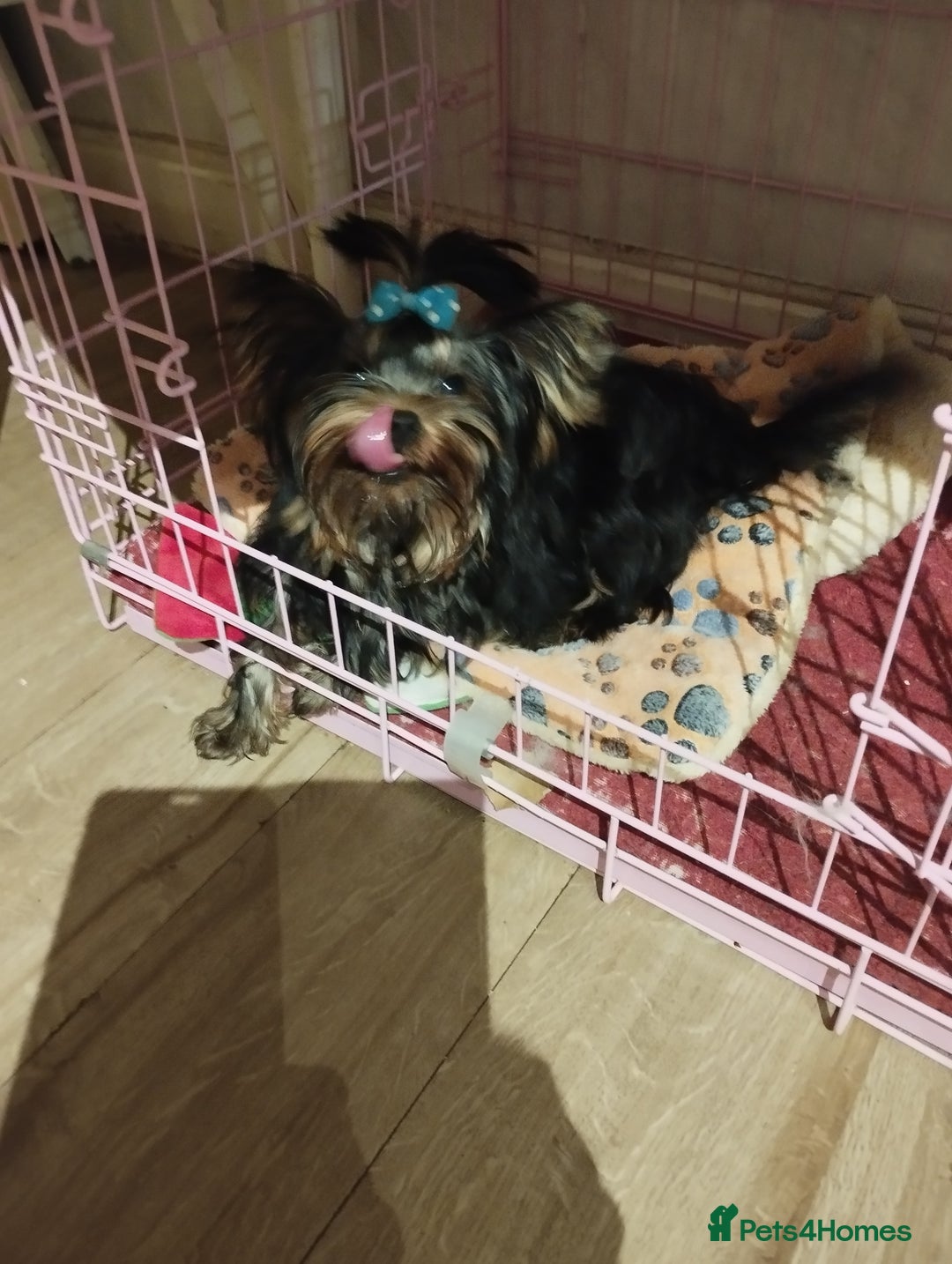 Yorkshire Terrier dogs for sale: 💝💝💝Both sides many champions 💝💝💝 in Leeds - Image 11