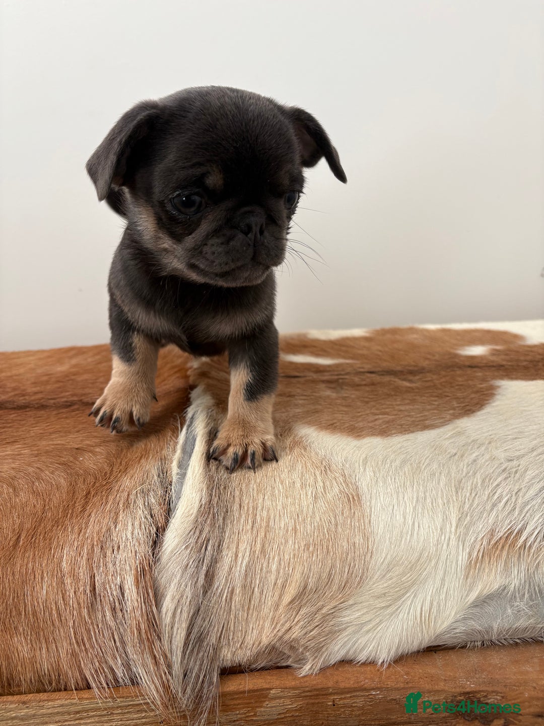 Pug dogs for sale: Beautiful last 2 little girl pugs. - Advert 16
