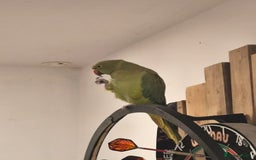 Ringnecks birds for sale: Male green ringneck parrot bird with cage - Image 4