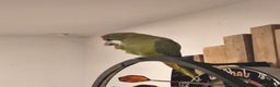 Ringnecks birds for sale: Male green indian ringneck parrot bird with cage - Advert 4