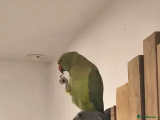 Ringnecks birds Male green indian ringneck parrot bird with cage - Advert 1