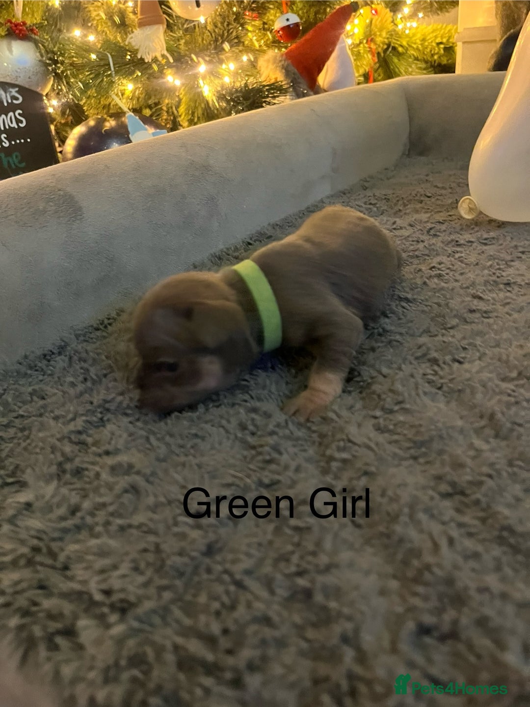 French Bulldog dogs for sale: DWKC Registered French Bulldog puppies for sale - Advert 2