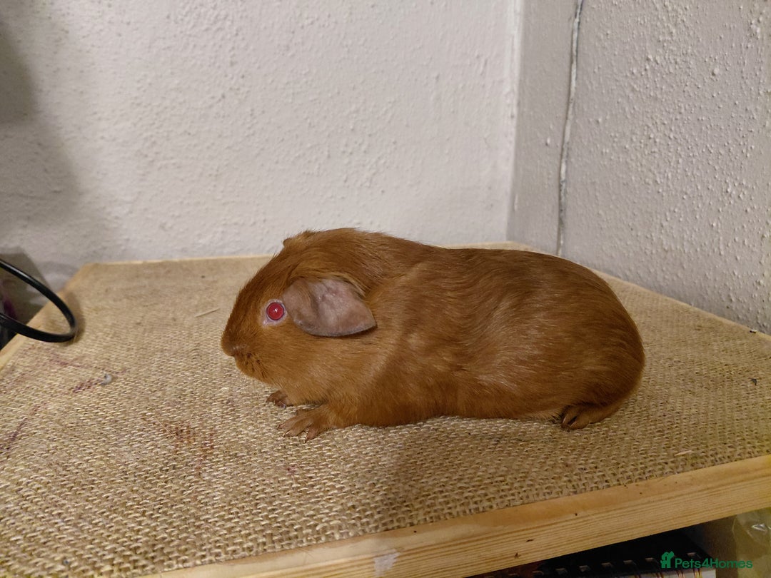 Guinea Pig rodents for sale: Pink Eyed Golden Guinea Pigs  - Advert 3